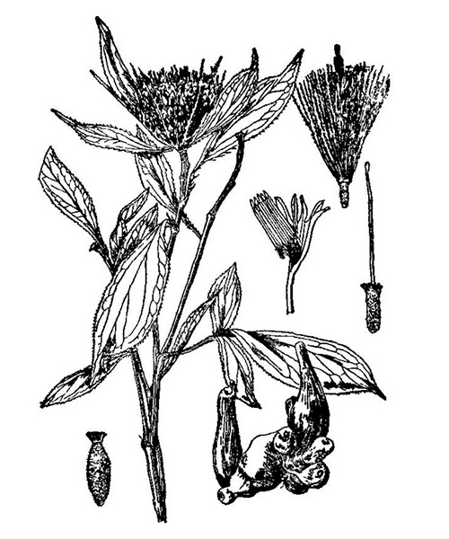 Natural compounds from  Atractylodes macrocephala